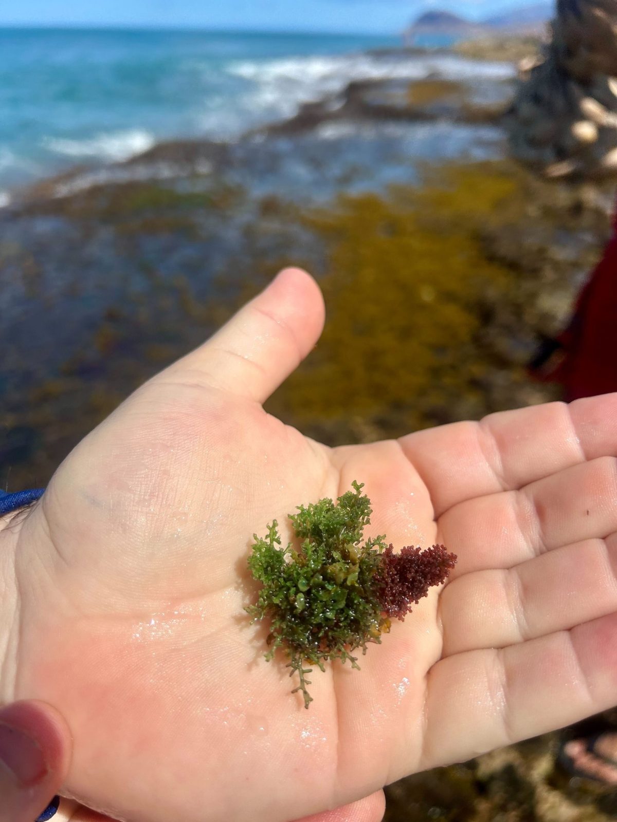 A hand holding native limu